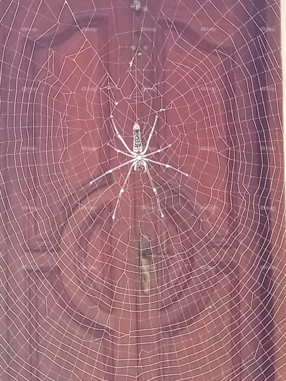 A spider knitting the mesh infront of my dòor