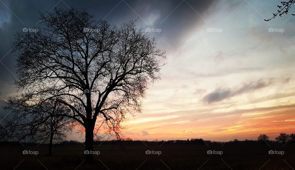 tree at sunrise