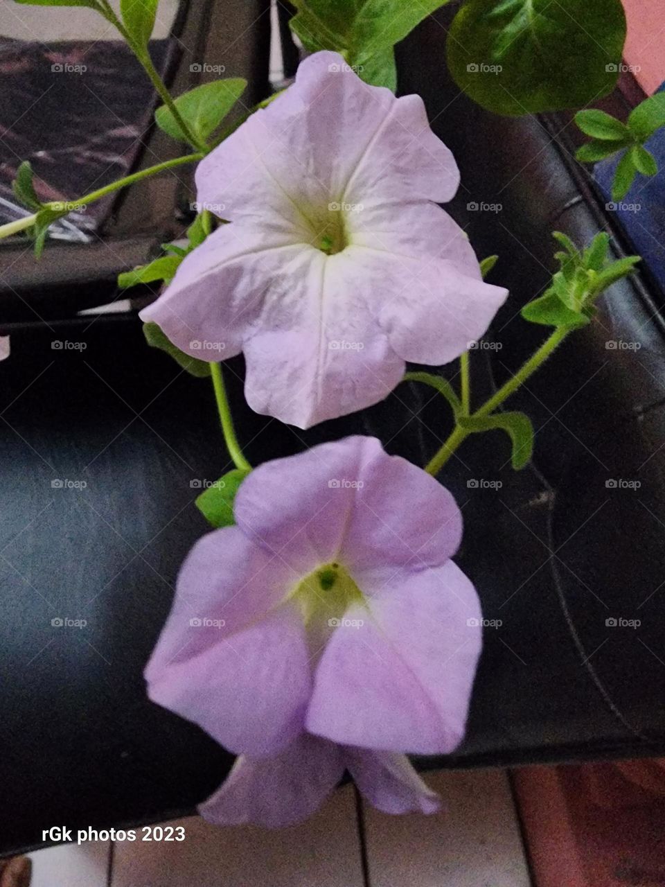 double trouble twins