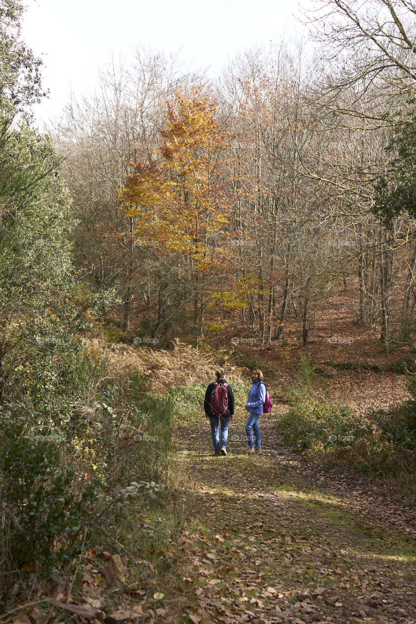 Forest Walk