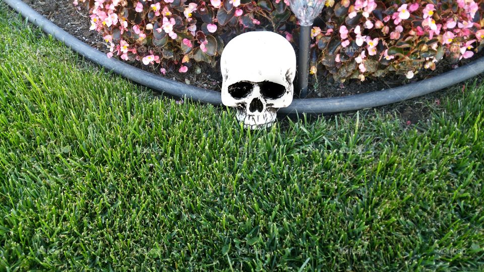 Skull on a Lawn