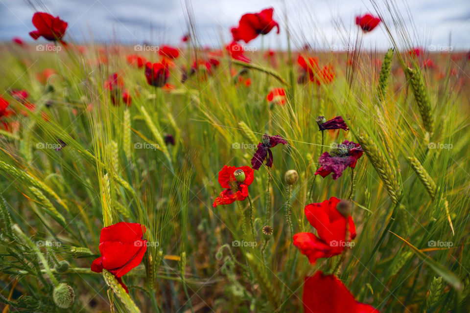 Poppies field 