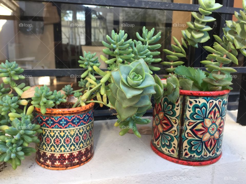 Pot, Garden, Flora, Decoration, Flower
