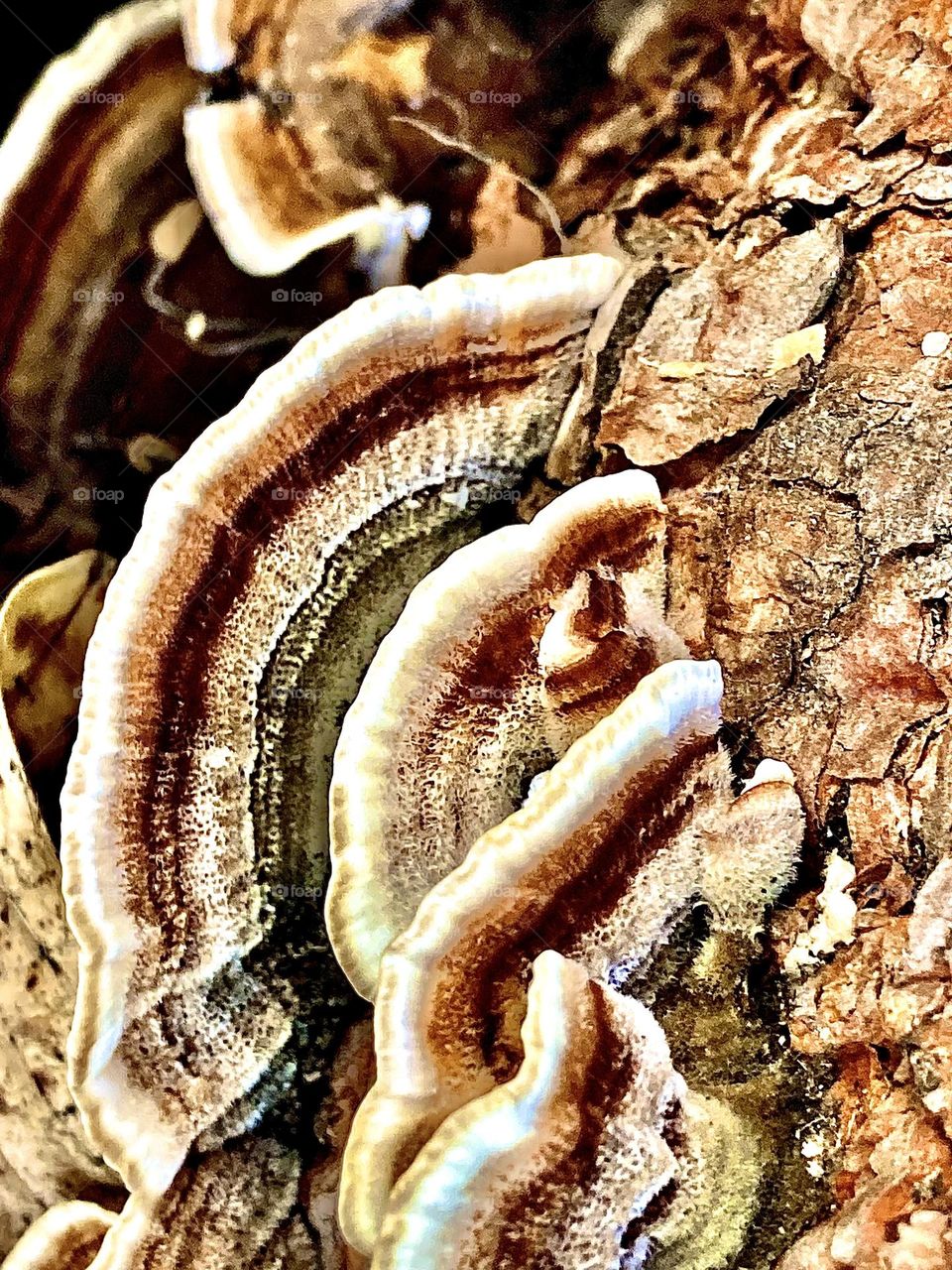 Shelf mushrooms growing on bark