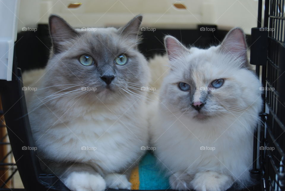 Ragdoll cats