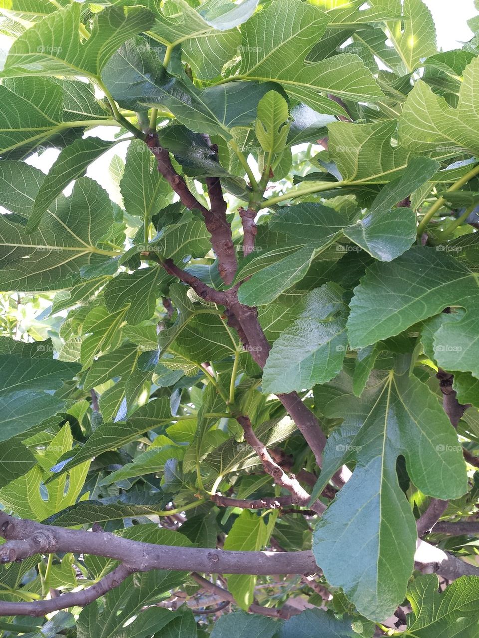 fig Tree