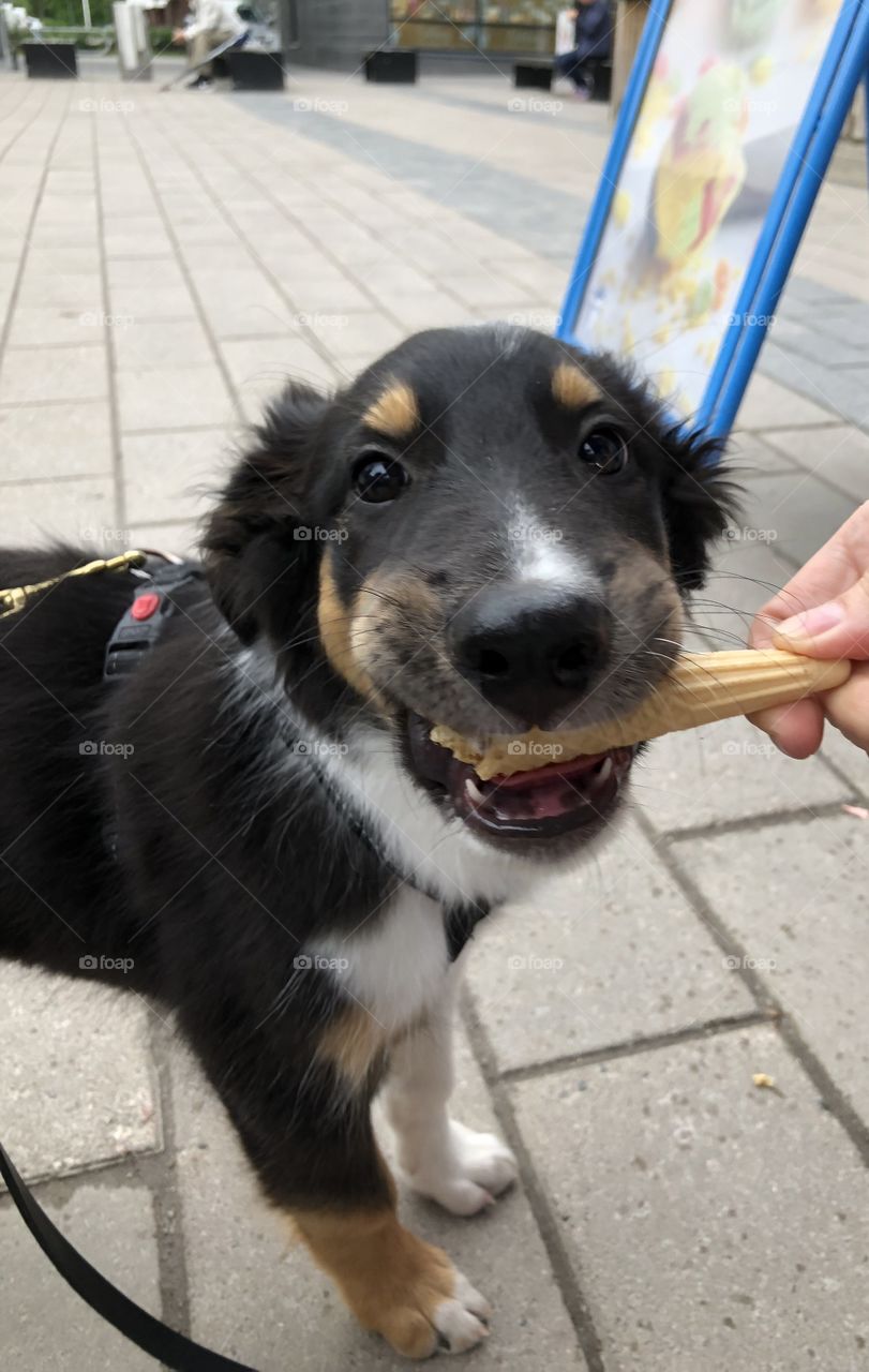 Dog eating some ice cream