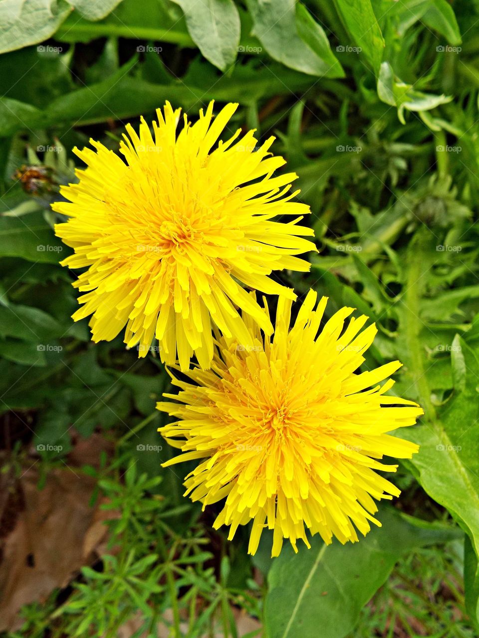 Dandelion