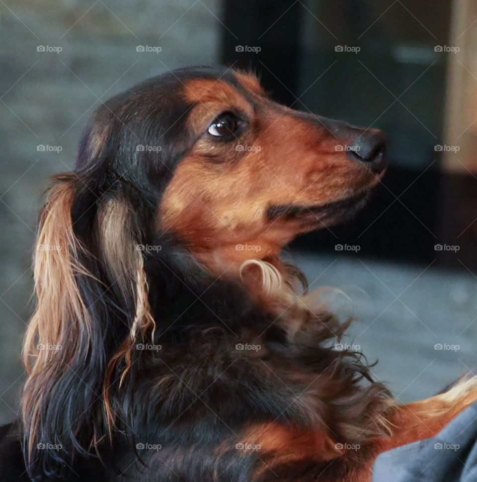 Portrait of a Dachs dog  