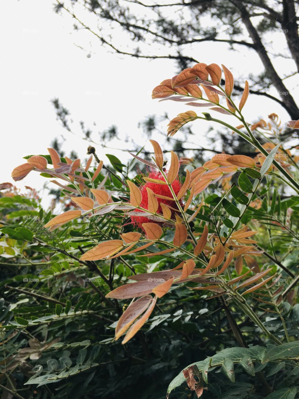 This photo was taken during the display of flower species located in Shilin District, Taiwan 