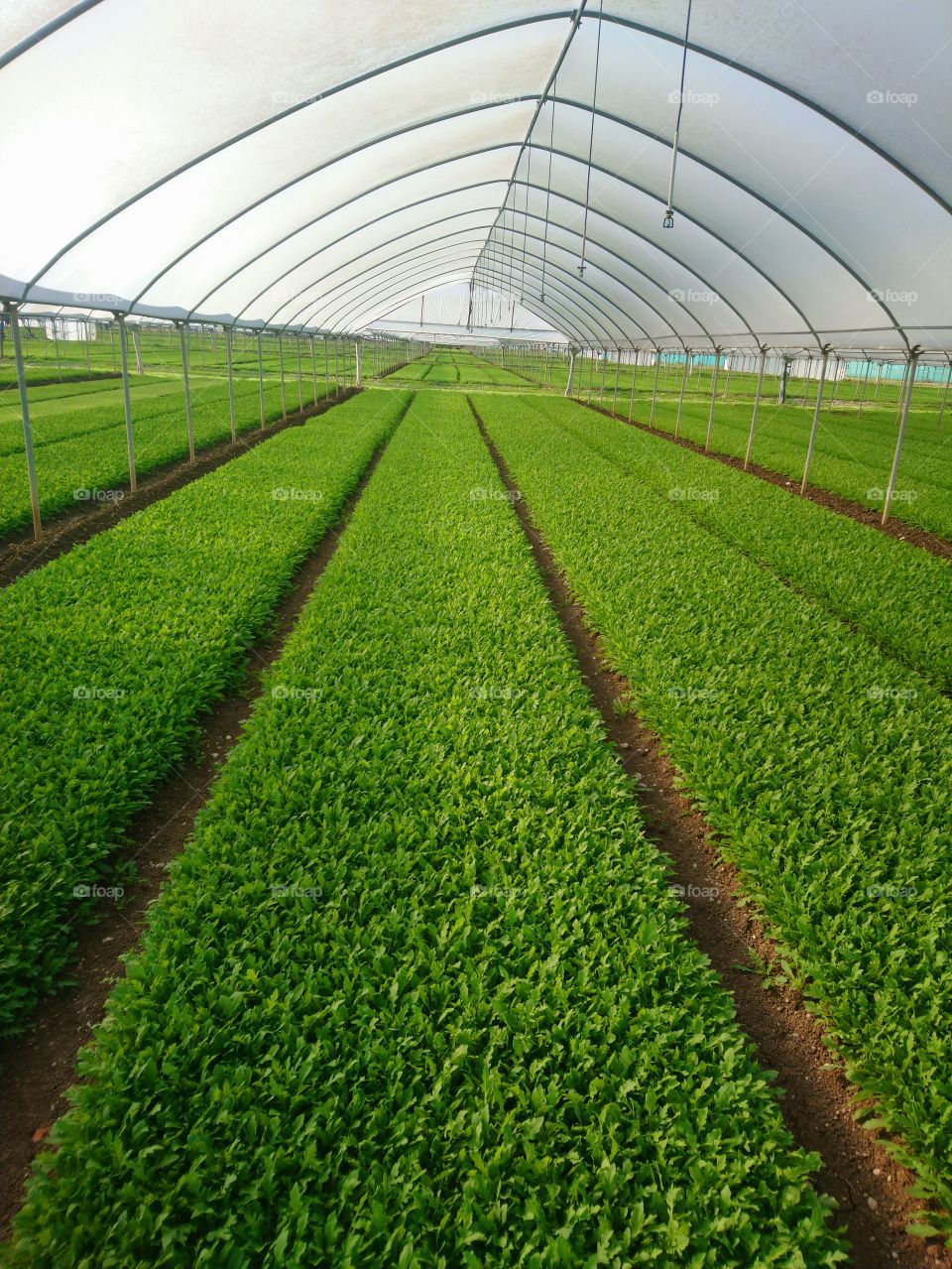 Agricolture, rucola,nature,perspective, countryside