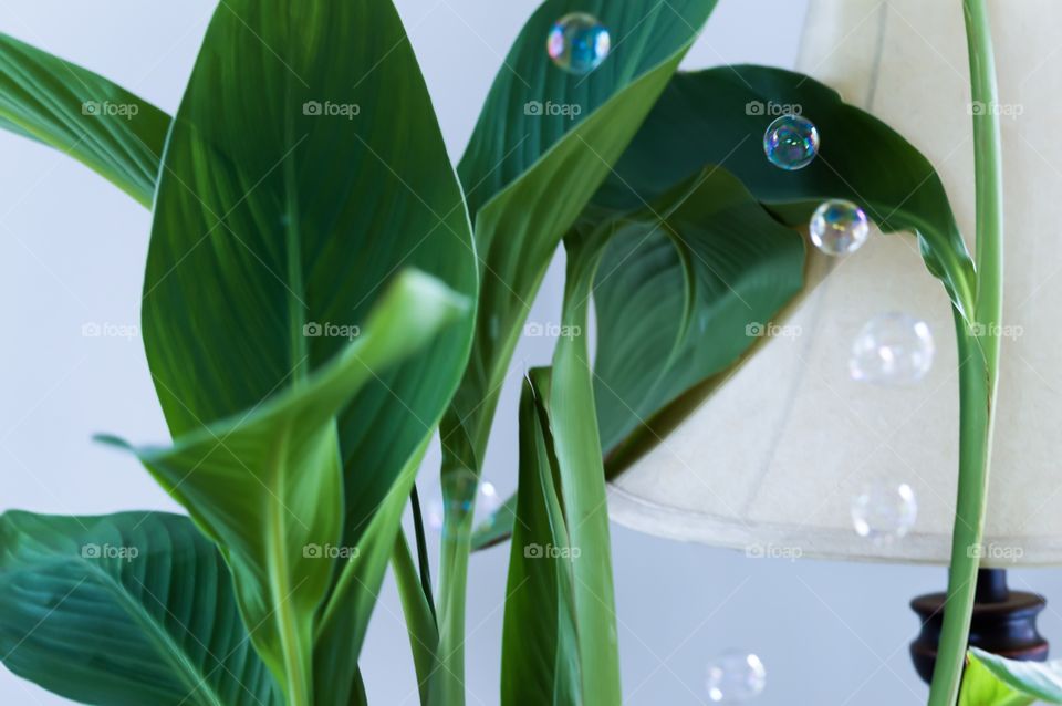 Bubbles falling next to tropical house plant and vintage lamp 