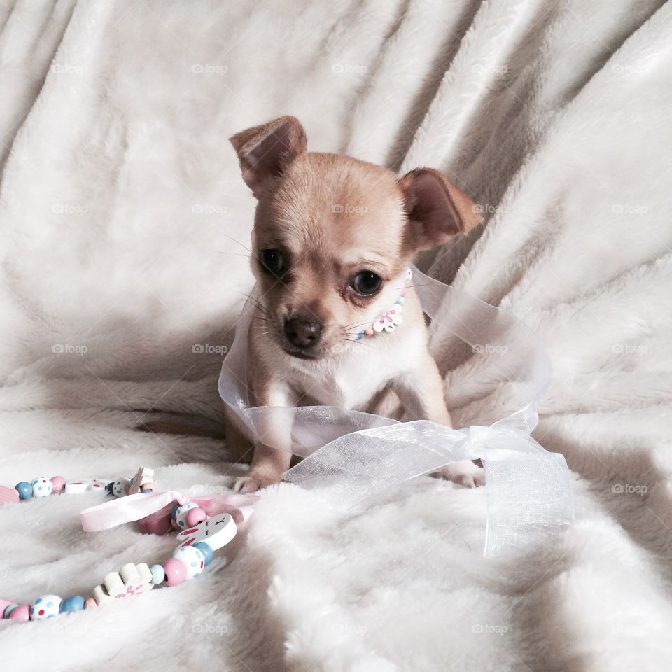 Marni the baby Chihuahua . This is Marni one of my chihuahua pups I have bred