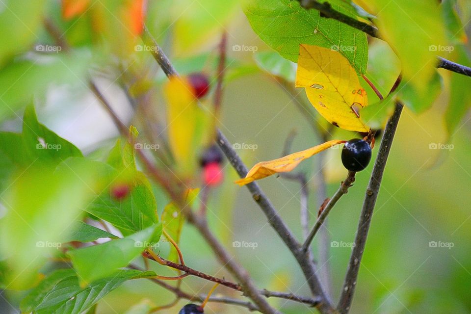 Autumn foliage