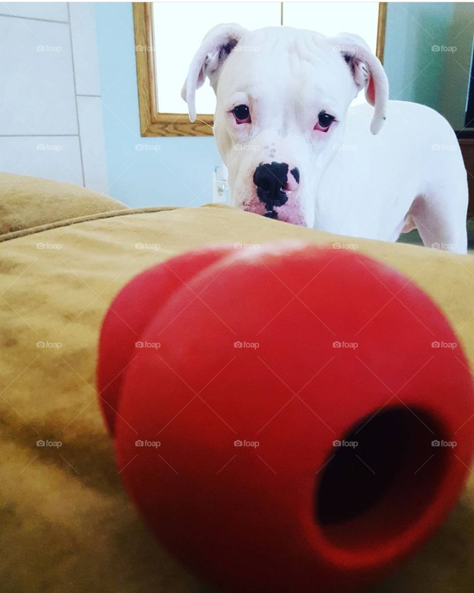 White Boxer dog with red toy