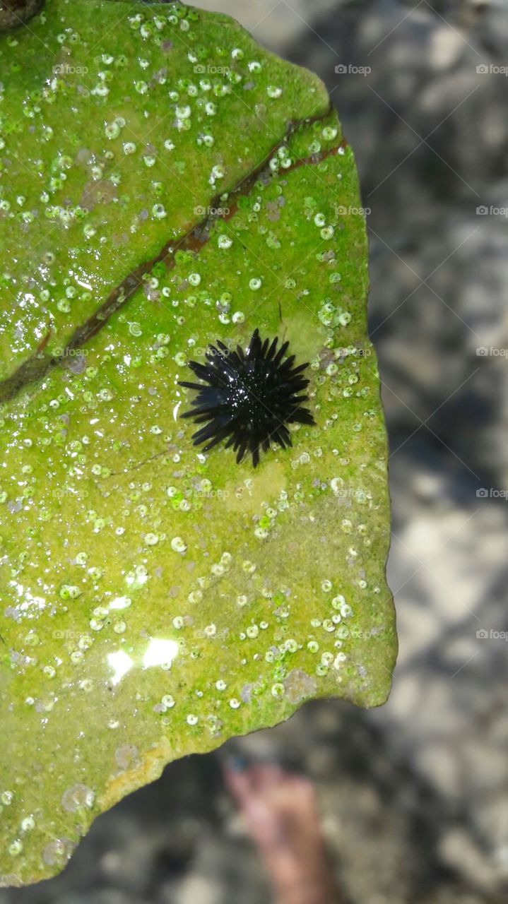 Baby Sea Urchin