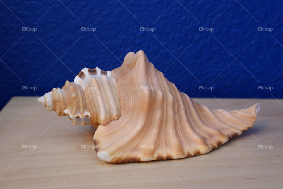 Seashell