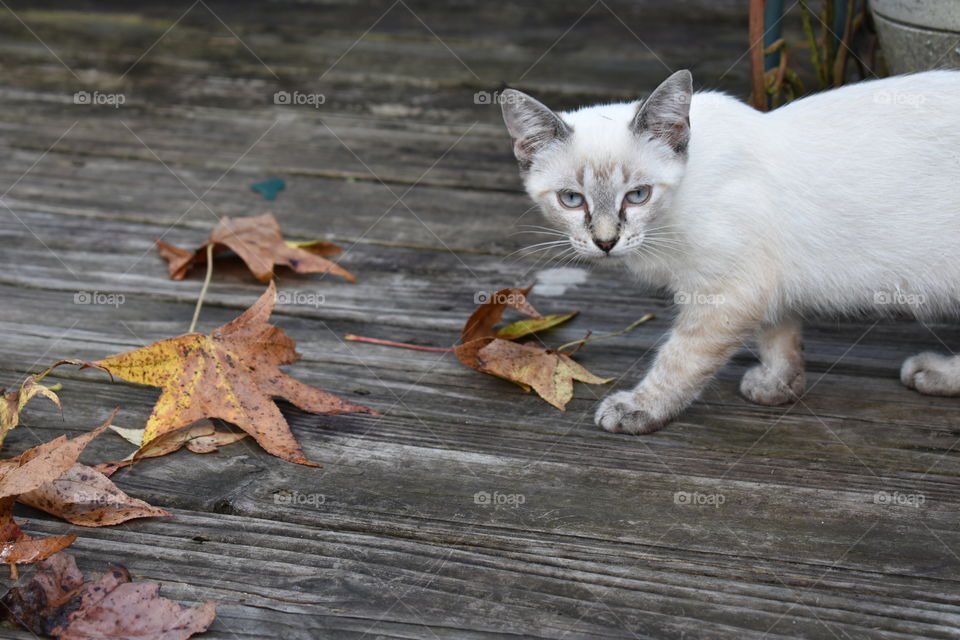 Kitty and Autumn Leaves on the porch