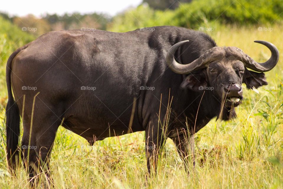 Buffalo grazing
