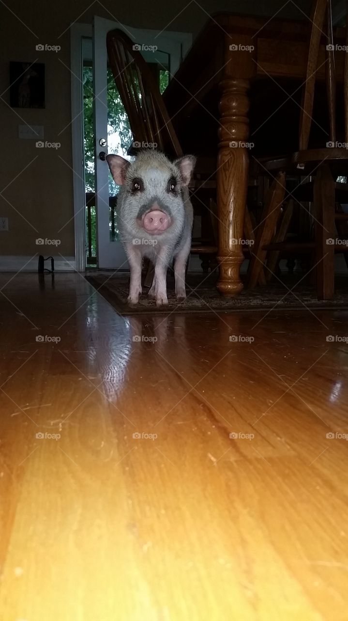 Mini Pig