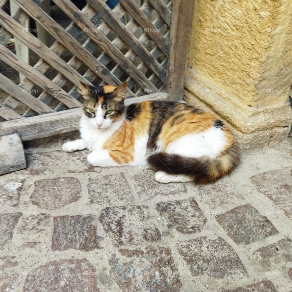 Beautiful and sleeping cat in the corner