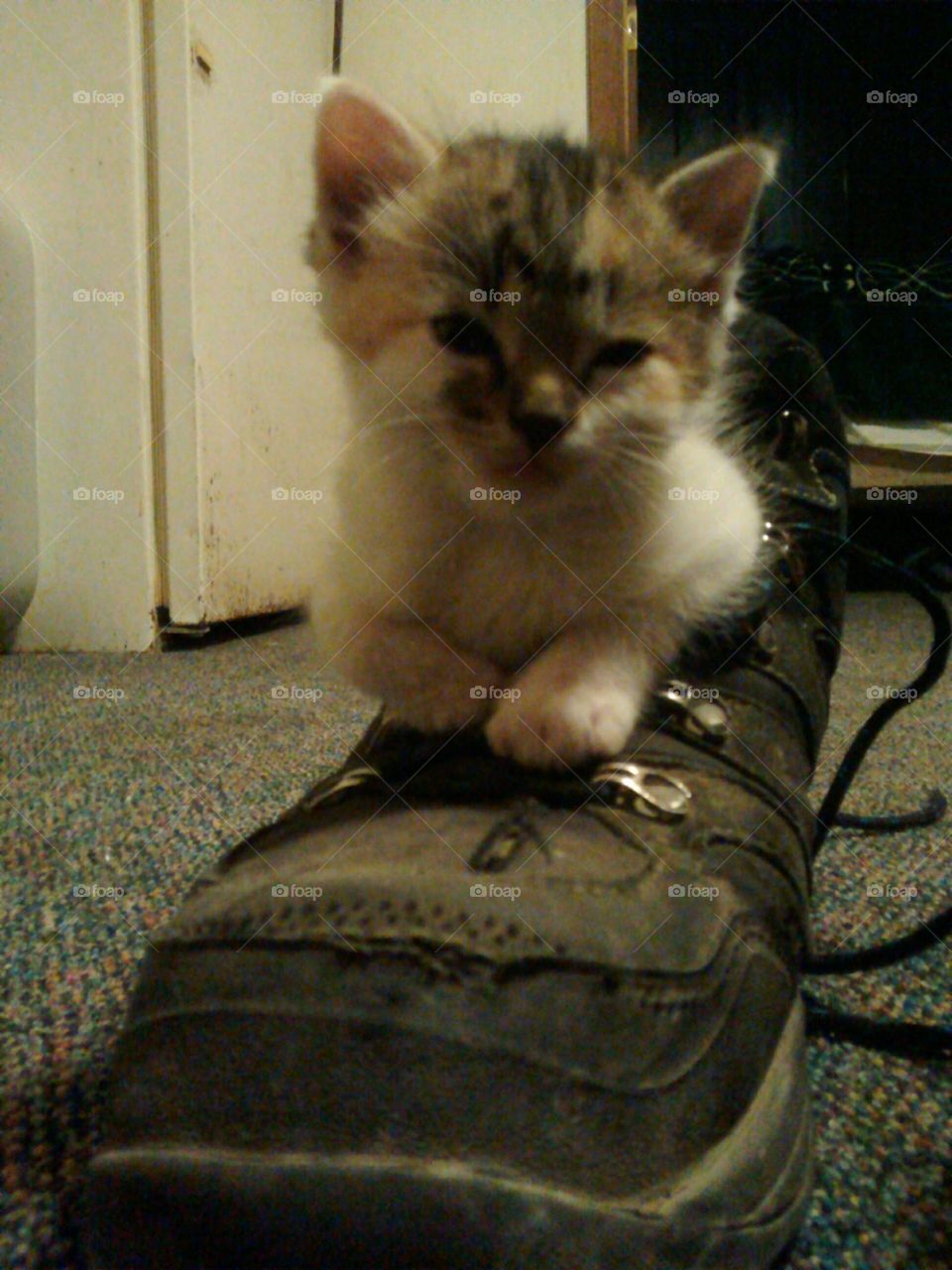 Kitten in Boot