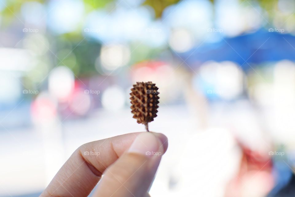 Pine cones and bokeh backgrounds.
