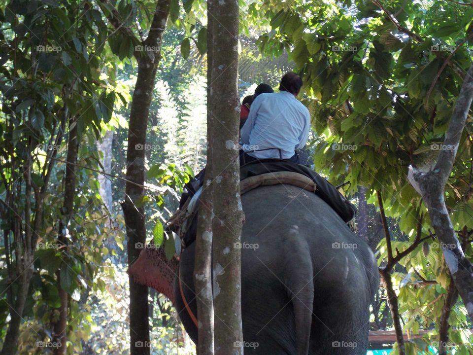 elephant ride
