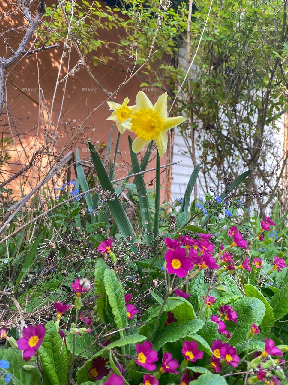 Flowers