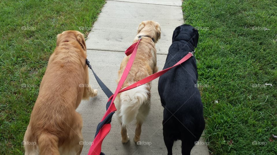 3 dogs, 3 leashes merged to one