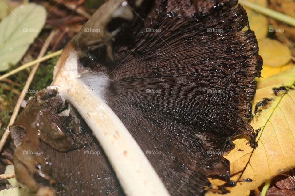 Bottom of a mushroom