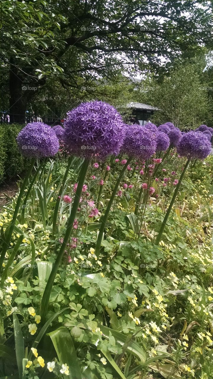 Flowers - Bronx New York City botanical gardens