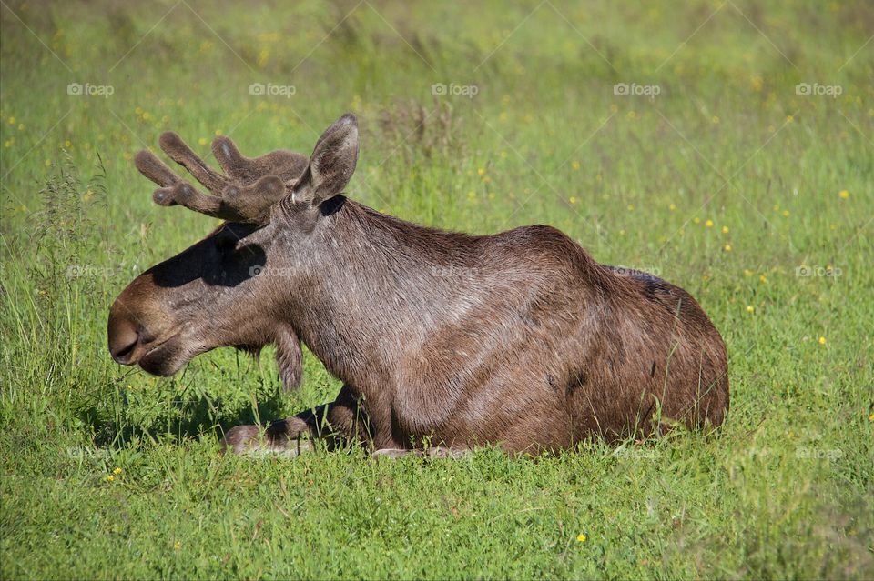 Elk resting on green grass