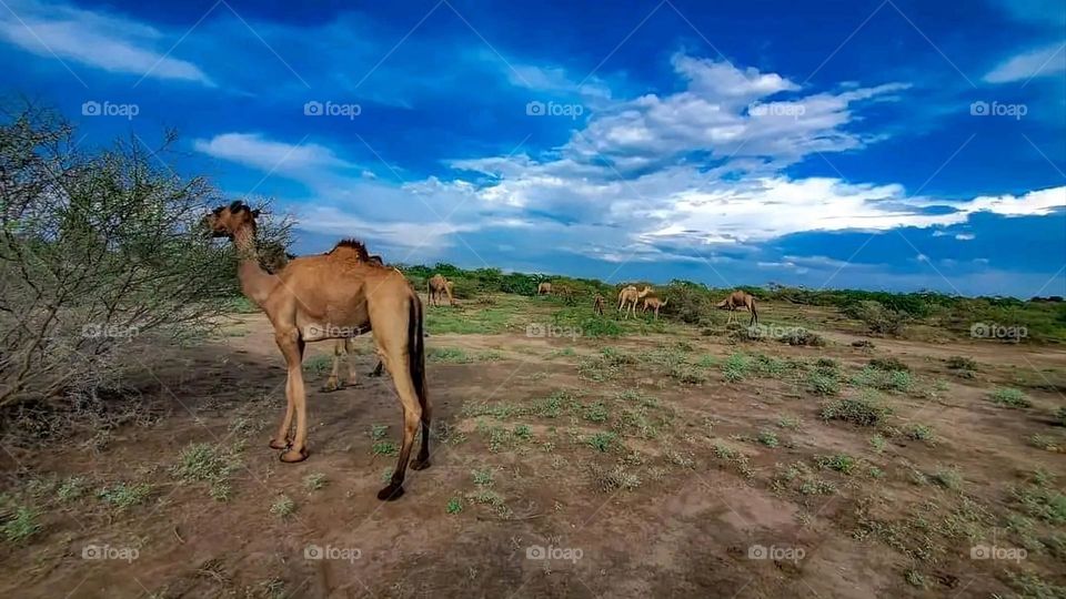 A very beautiful picture, and there is no better picture than it. There is no better picture of green herbs and colorful, red and white roses than it. Glory be to God, the natural and picturesque view, and there is no more