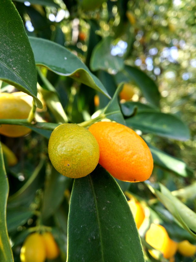 Citron Citrus Lemon