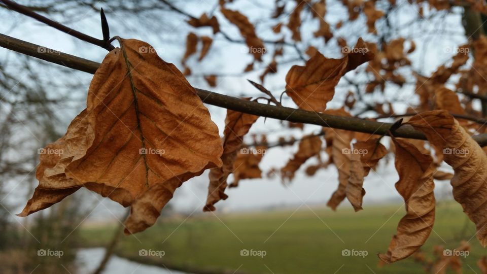 leaves in friesland . it was a beautiful day in Holland when I shot this photo