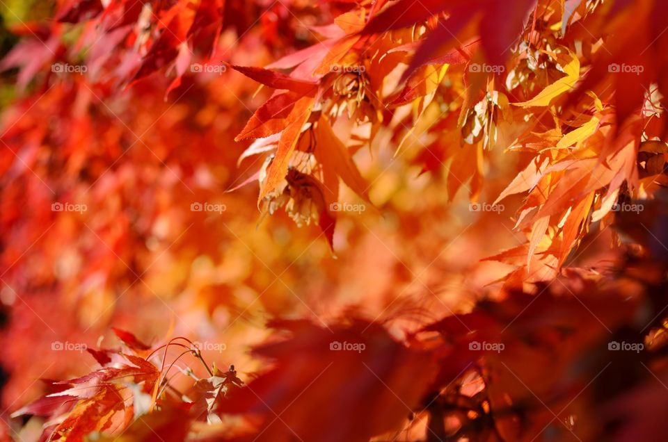 Fall, Leaf, No Person, Outdoors, Nature