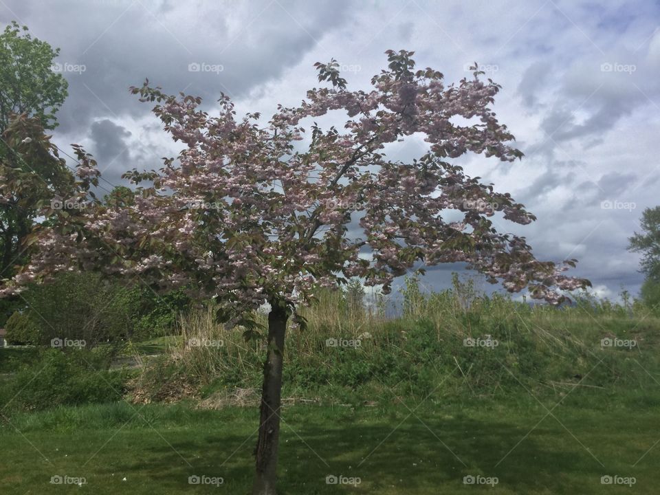 Cherry Blossoms in bloom in Spring 