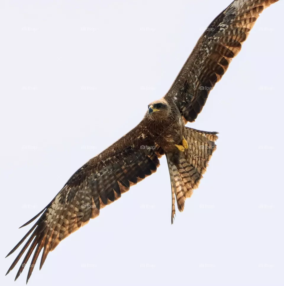Eagle
