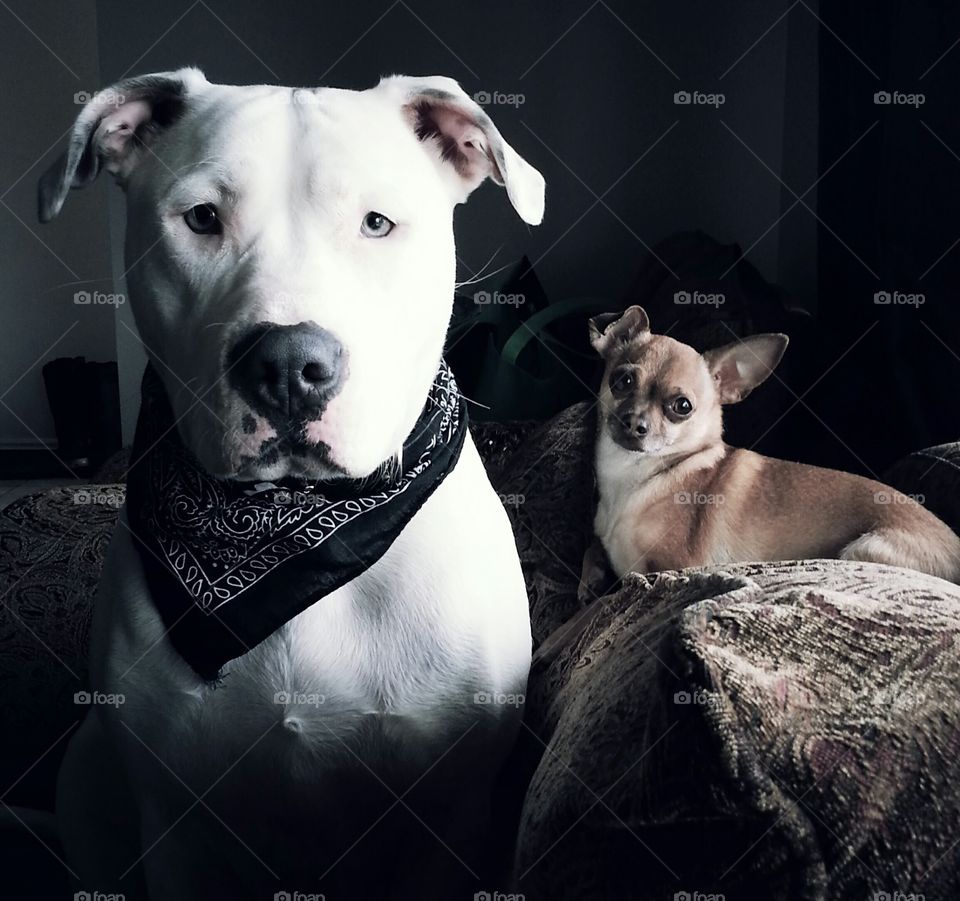 Pitbull and Chihuahua 