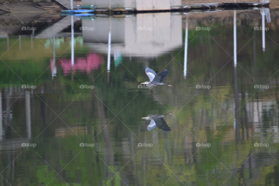 Blue heron in flight