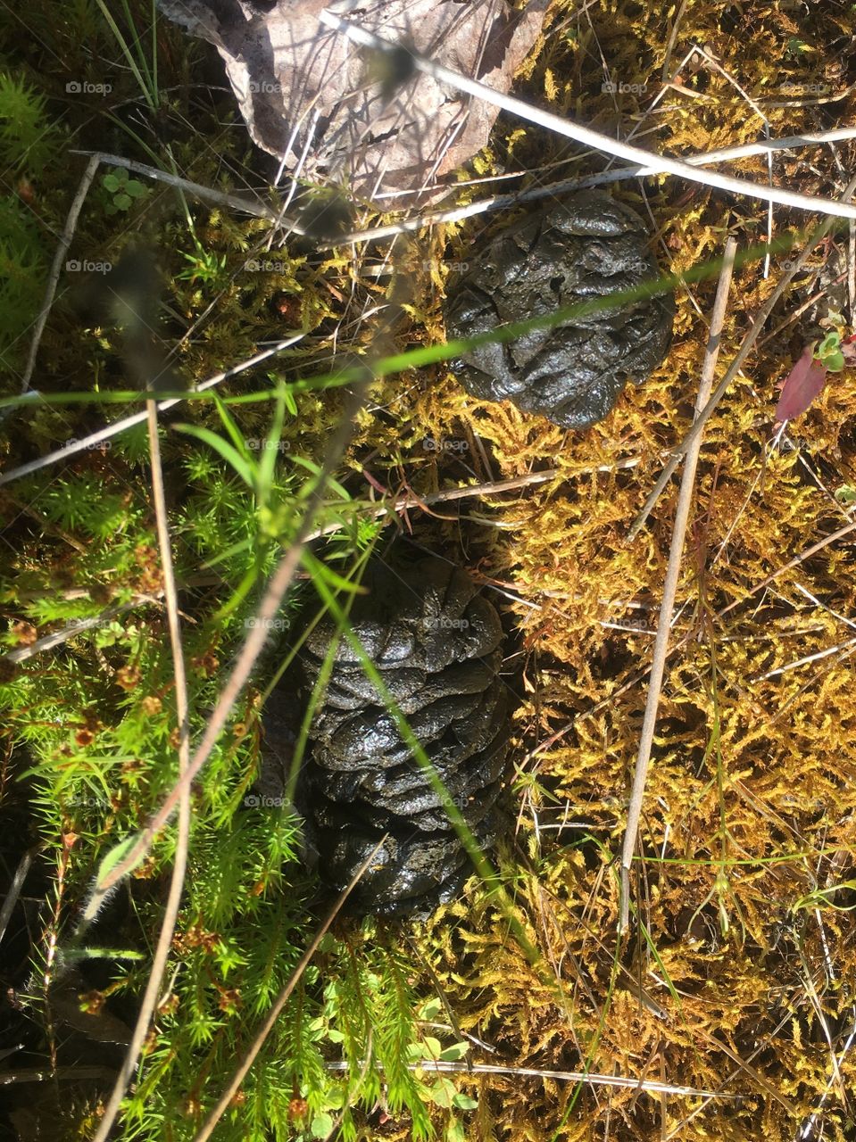 Some kind of animal poo. The straw on the right is the length of my iPhone 6s. Do you know what it is? Let me know 😃