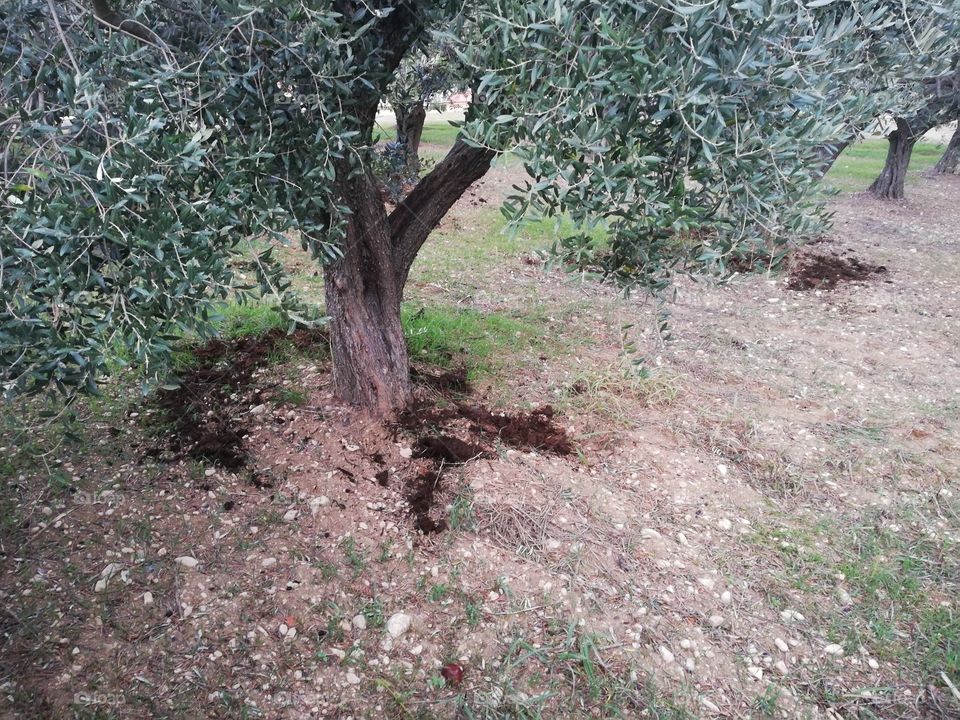 Manure around the olive tree