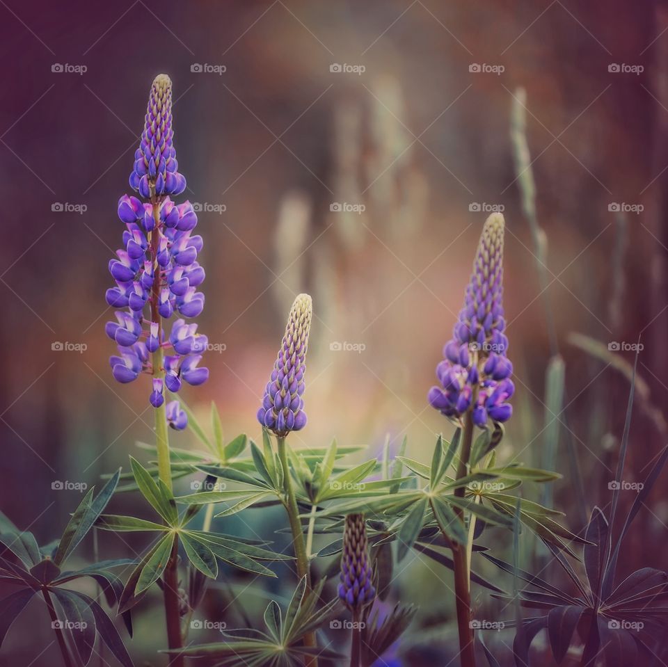 Lupines flowers at evening