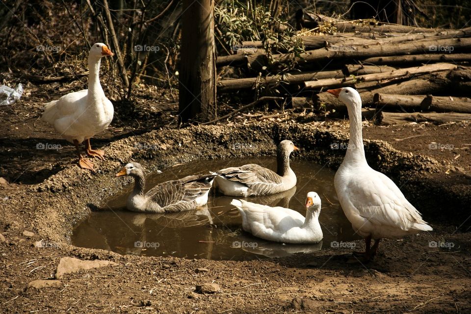 This family of geese were found at our recent holiday destination