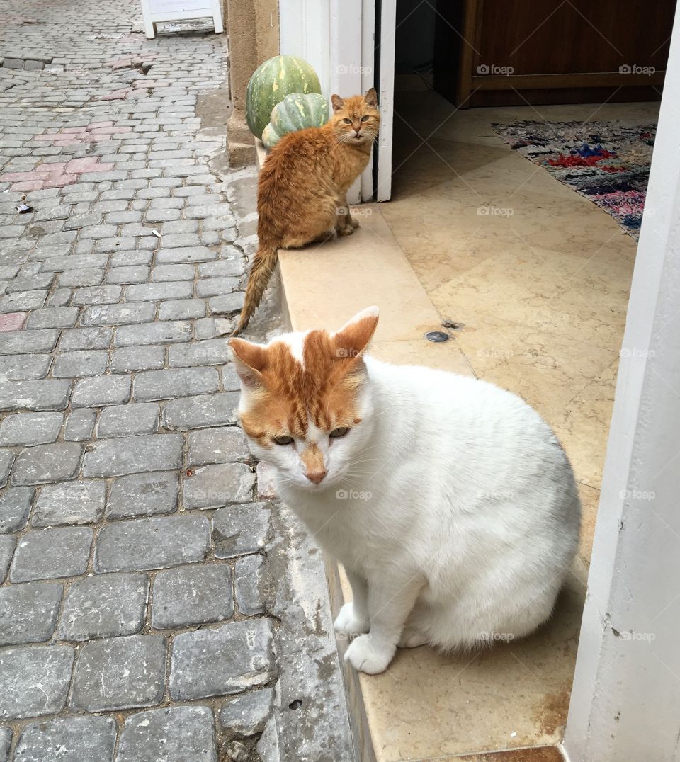 Cat, Cute, Portrait, Pet, Fur