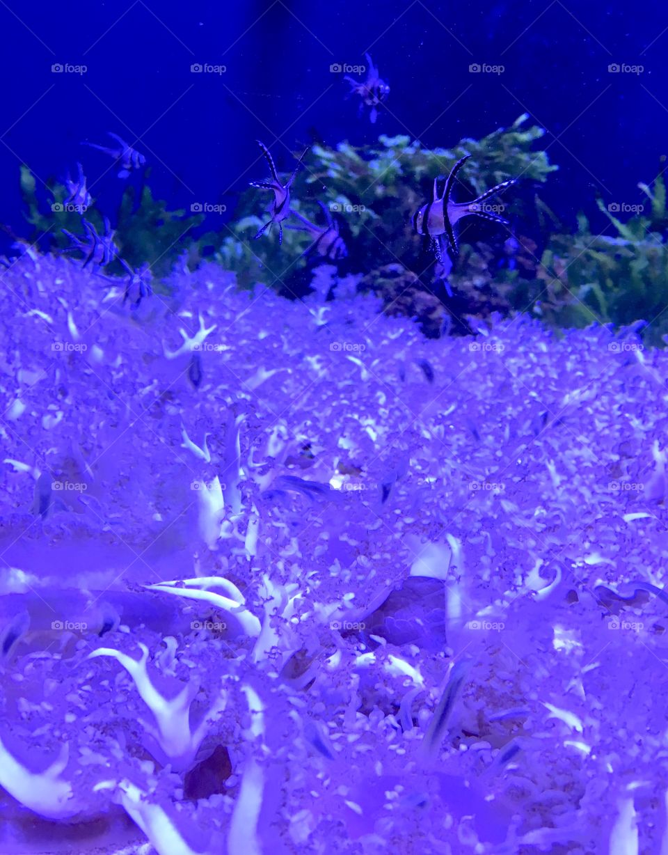 Underwater scene with fish