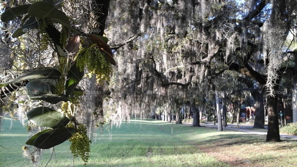 Spanish Moss. taken in Forsyth Park, Savannah, GA
