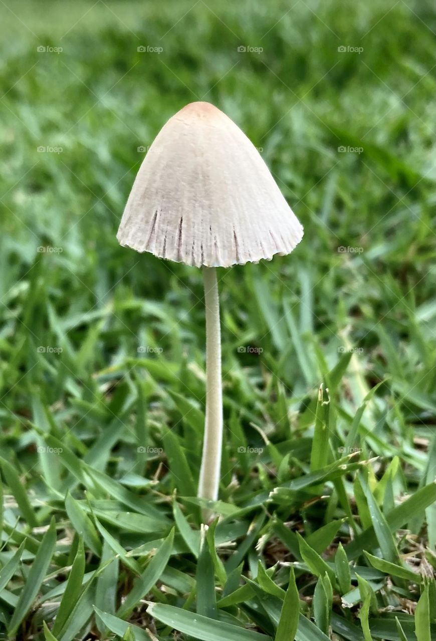 🇧🇷 Mushrooms that like to be photographed. Experience nature and its beauty. / 🇺🇸 Cogumelos que gostam de serem fotografados. Viva a natureza e a sua beleza. 