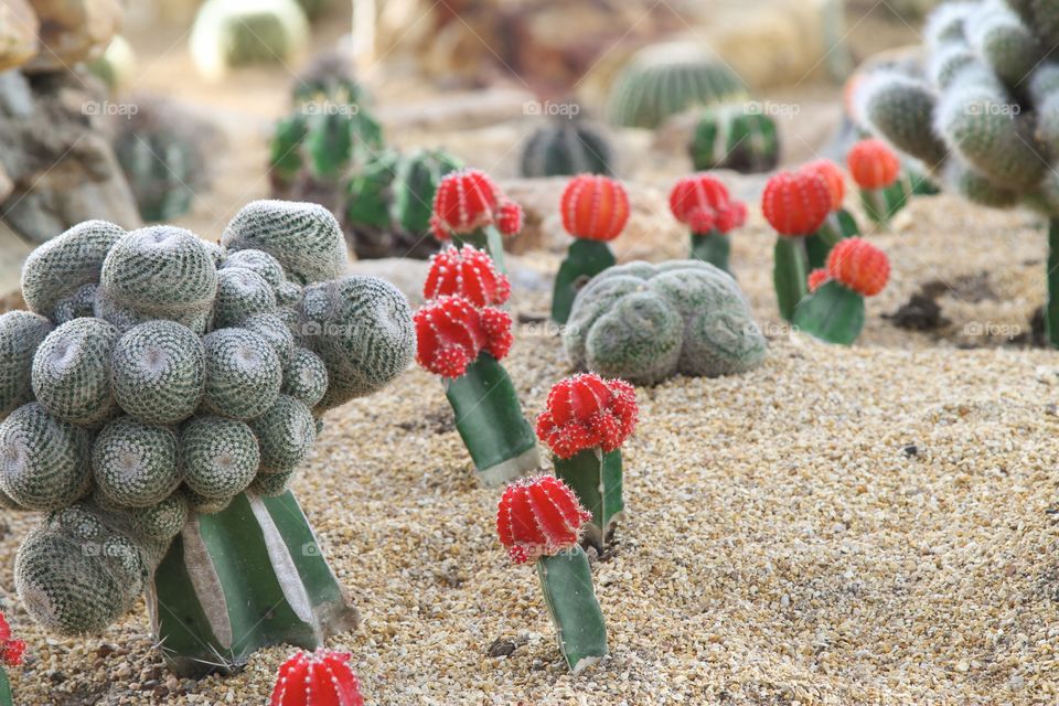 Red cactuses 